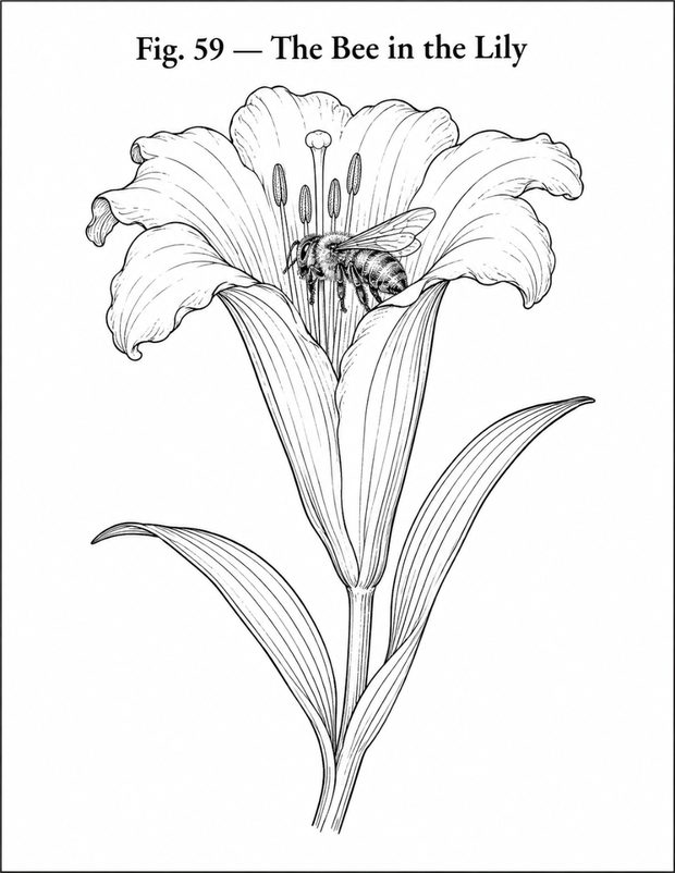 A vintage engraving of a bee in a lily, to color.